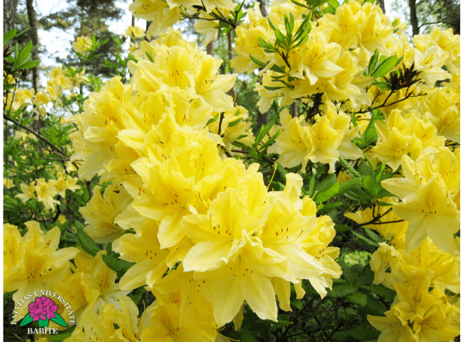 Rhododendron molle